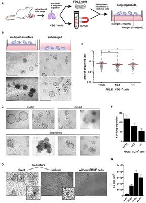 Development and Functional Characterization of Fetal Lung Organoids